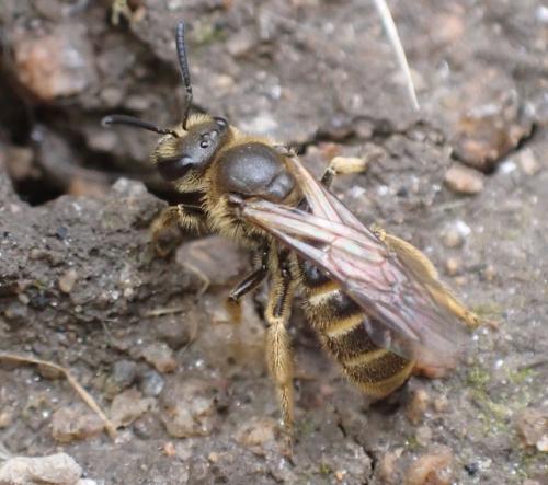Lasioglossum sp.